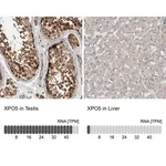 Merck Anti-XPO5 antibody produced in rabbit