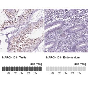 Merck Anti-MARCH10 antibody produced in rabbit