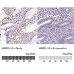 Merck Anti-MARCH10 antibody produced in rabbit