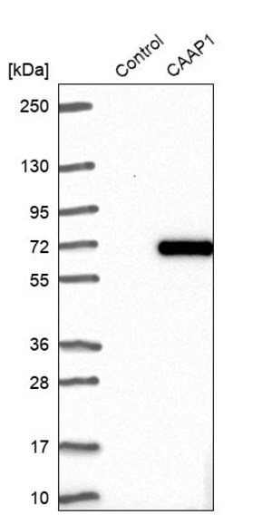 Merck Anti-CAAP1 antibody produced in rabbit