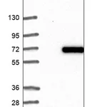 Merck Anti-CAAP1 antibody produced in rabbit