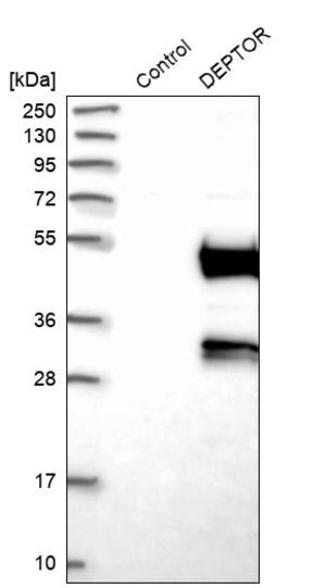 Merck ANTI-DEPTOR antibody produced in rabbit