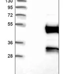 Merck ANTI-DEPTOR antibody produced in rabbit