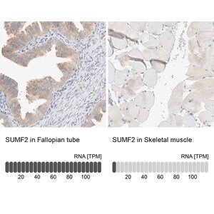 Merck Anti-SUMF2 antibody produced in rabbit