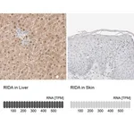 Merck Anti-RIDA antibody produced in rabbit