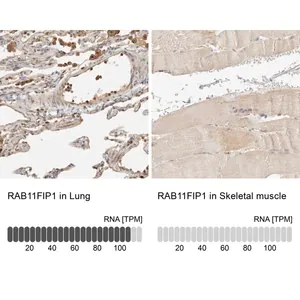 Merck Anti-RAB11FIP1 antibody produced in rabbit