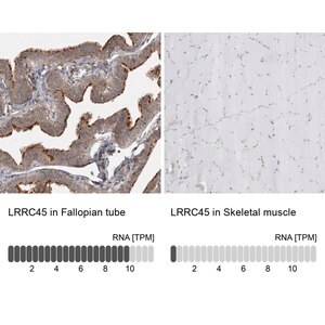 Merck Anti-LRRC45 antibody produced in rabbit