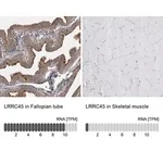 Merck Anti-LRRC45 antibody produced in rabbit