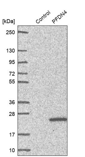 Merck Anti-PFDN4 antibody produced in rabbit