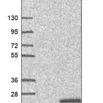 Merck Anti-PFDN4 antibody produced in rabbit