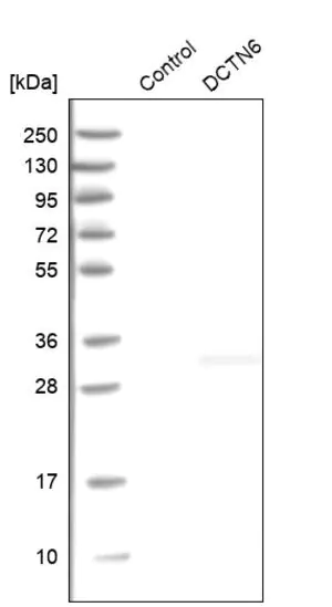 Merck Anti-DCTN6 antibody produced in rabbit