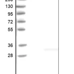 Merck Anti-DCTN6 antibody produced in rabbit