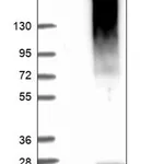 Merck Anti-TMEM184B antibody produced in rabbit