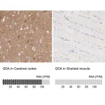 Merck Anti-GDA antibody produced in rabbit