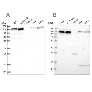 Merck Anti-ERC1 antibody produced in rabbit