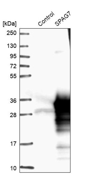 Merck Anti-SPAG7 antibody produced in rabbit