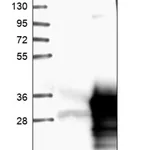 Merck Anti-SPAG7 antibody produced in rabbit