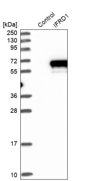 Merck Anti-IFRD1 antibody produced in rabbit