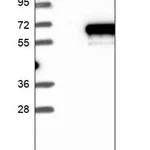 Merck Anti-IFRD1 antibody produced in rabbit