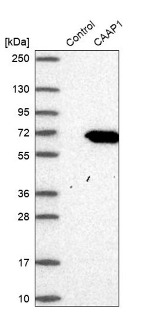 Merck Anti-CAAP1 antibody produced in rabbit