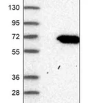 Merck Anti-CAAP1 antibody produced in rabbit