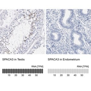 Merck Anti-SPACA3 antibody produced in rabbit