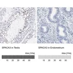 Merck Anti-SPACA3 antibody produced in rabbit