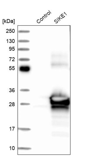 Merck Anti-SIKE1 antibody produced in rabbit