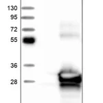 Merck Anti-SIKE1 antibody produced in rabbit