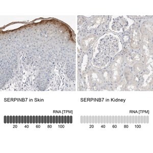 Merck Anti-SERPINB7 antibody produced in rabbit