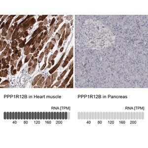 Merck Anti-PPP1R12B antibody produced in rabbit