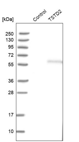 Merck Anti-TSTD2 antibody produced in rabbit