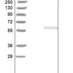Merck Anti-TSTD2 antibody produced in rabbit