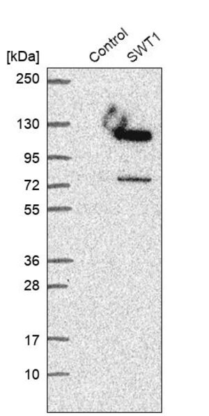 Merck Anti-SWT1 antibody produced in rabbit