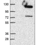 Merck Anti-SWT1 antibody produced in rabbit