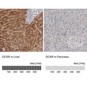 Merck Anti-DCXR antibody produced in rabbit