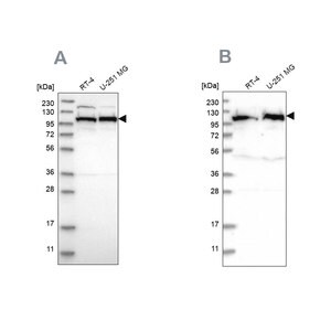 Merck Anti-IARS2 antibody produced in rabbit