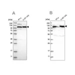 Merck Anti-IARS2 antibody produced in rabbit