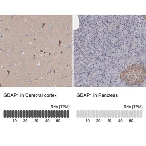 Merck Anti-GDAP1 antibody produced in rabbit