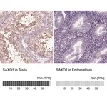 Merck Anti-SAXO1 antibody produced in rabbit