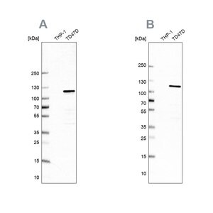 Merck Anti-RABEP1 antibody produced in rabbit