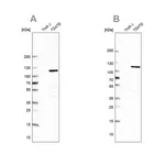 Merck Anti-RABEP1 antibody produced in rabbit