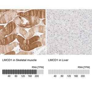 Merck Anti-LMCD1 antibody produced in rabbit