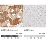 Merck Anti-LMCD1 antibody produced in rabbit
