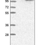 Merck Anti-TSR1 antibody produced in rabbit