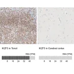 Merck Anti-IKZF3 antibody produced in rabbit