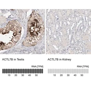 Merck Anti-ACTL7B antibody produced in rabbit