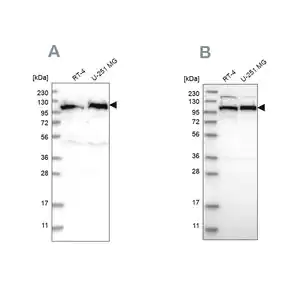 Merck Anti-IARS2 antibody produced in rabbit