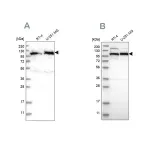 Merck Anti-IARS2 antibody produced in rabbit