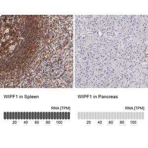 Merck Anti-WIPF1 antibody produced in rabbit